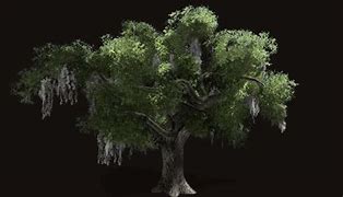 Image result for Oak Tree Alpha
