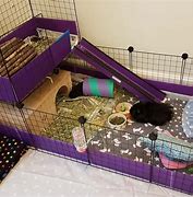 Image result for Wheekers Guinea Pig Rescue