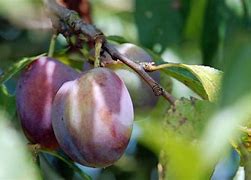 Image result for Prunus domestica Altesse Double