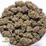 Image result for Blueberry OG Kush