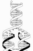 Image result for DNA Hexagon