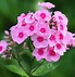 Image result for Phlox paniculata Pink Flame