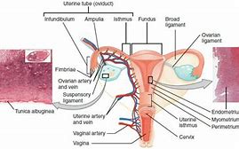 Image result for Uterus and Adnexa Anatomy