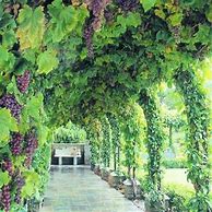 Image result for Beautiful Vines