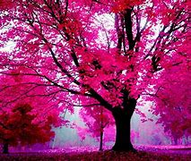 Image result for Pink Screen Wallpaper