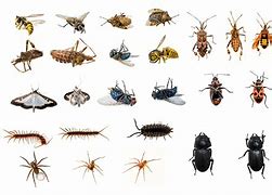 Image result for Different Types of House Bugs
