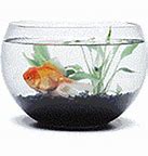 Image result for Colorful Fish Tank