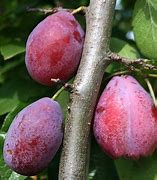 Image result for Burbank Plumcot