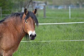 Image result for Most Beautiful Horse Photography