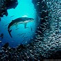 Image result for Marine Habitat From Sky