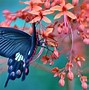 Image result for Blue Butterfly Desktop Backgrounds