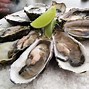 Image result for Digestion of the Pacific Oyster