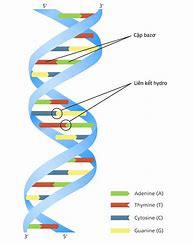 Image result for Gen ADN