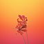 Image result for Flower iPhone 7 Plus Wallpaper