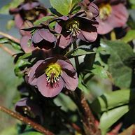 Image result for Helleborus orientalis Red Spotted Hybrids