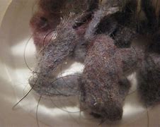 Image result for What Is Belly Button Lint