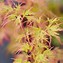 Image result for Acer palmatum Seiryu