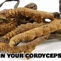 Image result for cordyceps_sinensis