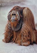 Image result for Male Orangutan