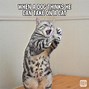 Image result for Human Funny Cat Memes