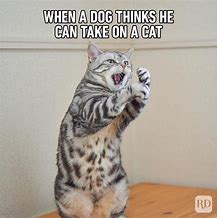 Image result for Cat Memes No Food