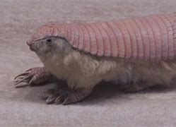 Image result for Armadillo Standing Up Meme