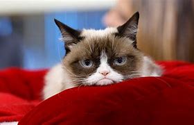 Image result for Grumpy Cat Meme Angry