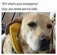 Image result for Dog Problems Meme