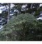 Image result for Schefflera taiwaniana