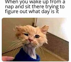 Image result for Cat Wake Up Meme Person