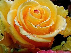 Image result for Yellow Rose Phone Wallpaper