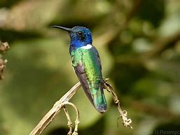 Image result for Tilmatura Trochilidae