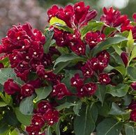 Image result for Weigela CHERRY LOVE