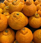 Image result for Satsuma Tangerine