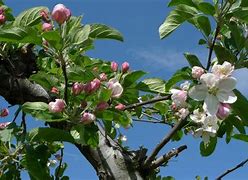 Image result for Apple Flowering