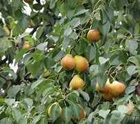 Bildresultat för Pyrus communis Calebasse Bosc