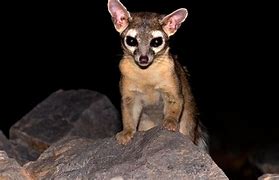 Image result for Cool Animals in Arizona