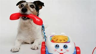 Image result for Dog Using a Cell Phone Malini