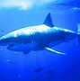 Image result for Great White Shark Funny
