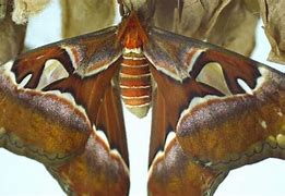 Image result for Atlas Moth Face