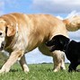 Image result for Labrador Retriever Black and White