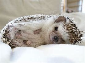 Image result for Ugly Baby Animals Cute Hedgehog