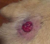 Image result for Warts On Dogs That Bleed