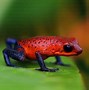 Image result for Cricket Animal Poisonous