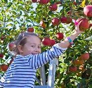Image result for Harvesting Apple Trees