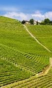 Image result for Cantina Boschis Barolo