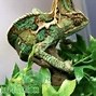 Image result for Chameleon Cartoon Lizard