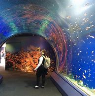 Image result for Osaka Aquarium Kaiyukan