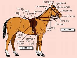 Image result for Horse Saddle and Bridle