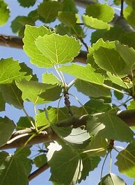 Image result for Populus tremula